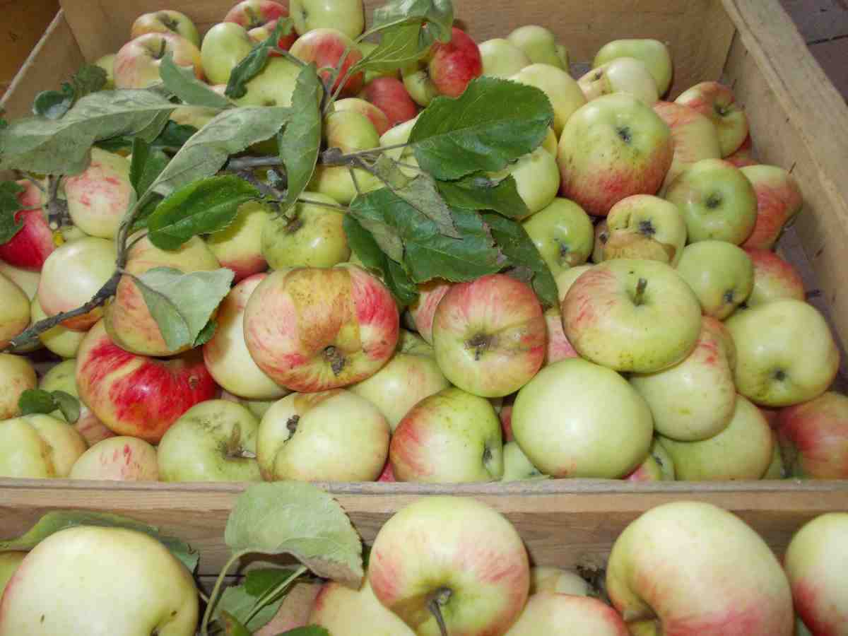 Apfelernte_3.jpg