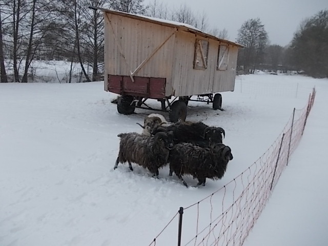 SchafeImSchnee.jpg
